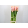 Zantedeschia Eydolls Salmon