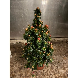 RHODO SI SACHSENSTER