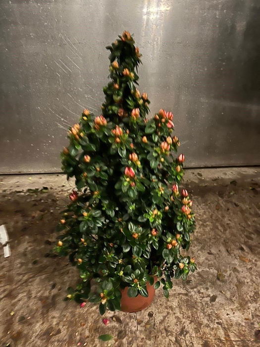 <h4>RHODO SI SACHSENSTER</h4>