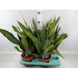 Sansevieria trifa.   ...