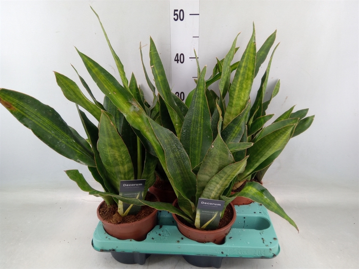 <h4>Sansevieria trifa.   ...</h4>