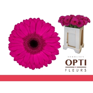 Gerbera Bon Dia Water / Hoes
