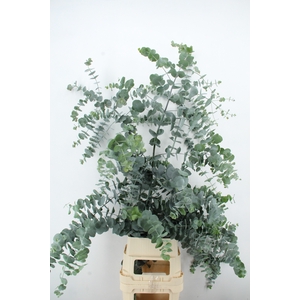 EUC CINEREA XXL NATURE FRIENDLY