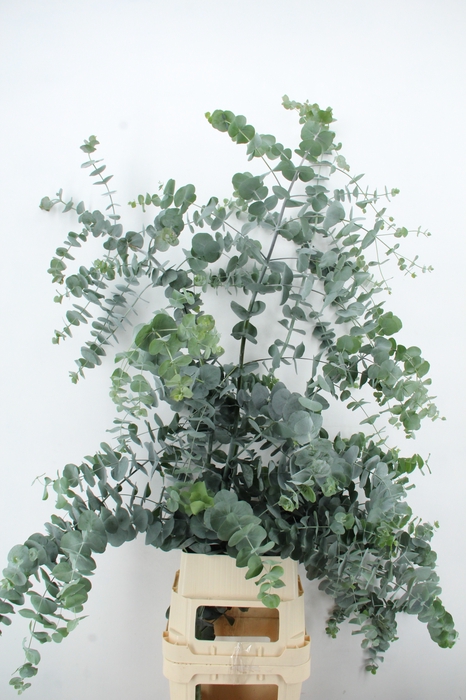 <h4>EUC CINEREA XXL NATURE FRIENDLY</h4>