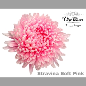 CHR G STRAVINA SOFT PINK
