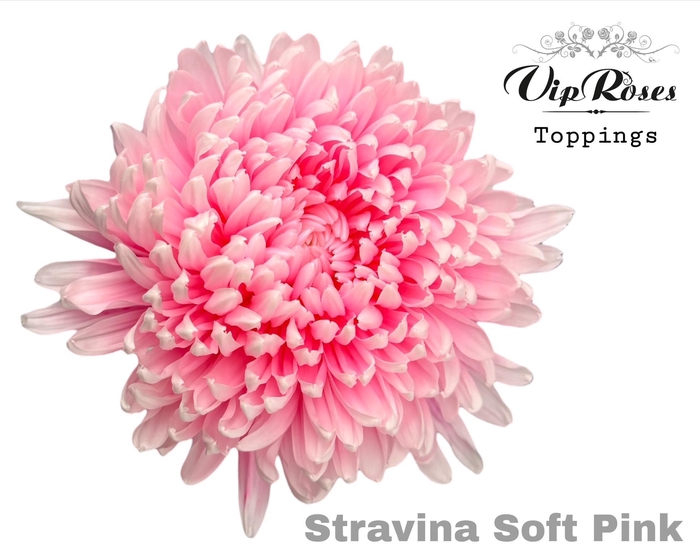 <h4>Chr G Stravina Soft Pink</h4>