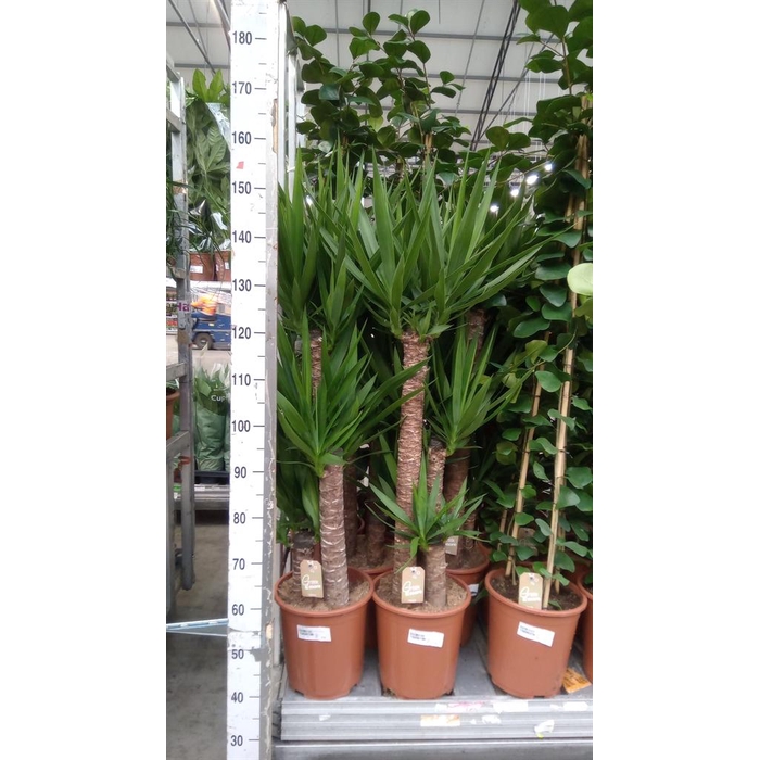 <h4>Yucca elephantipes   ...</h4>