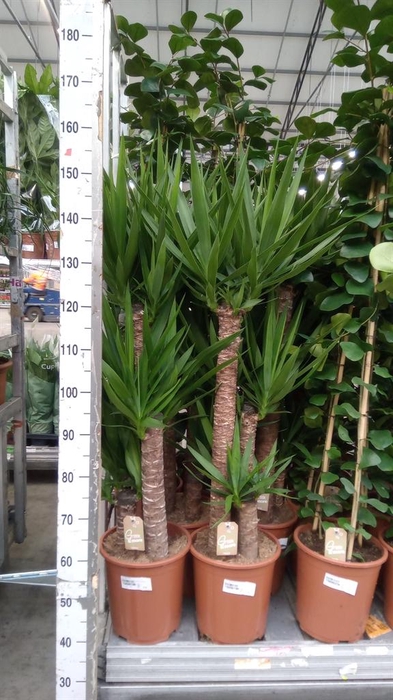 Yucca elephantipes   ...