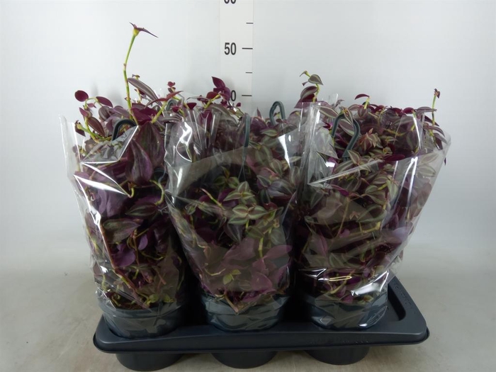 <h4>Tradescantia   ...</h4>