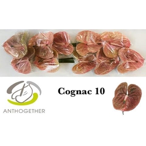 Anthurium Cognac