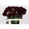 Dahlia Black Fox