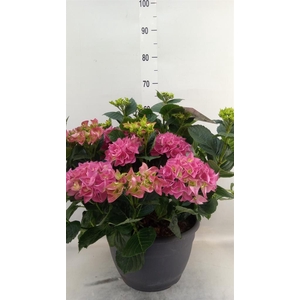Hydrangea mac.