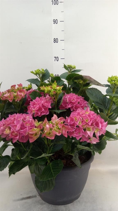 <h4>Hydrangea mac.</h4>