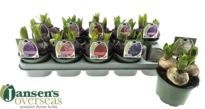 <h4>HYACIN GEM 4 KL</h4>