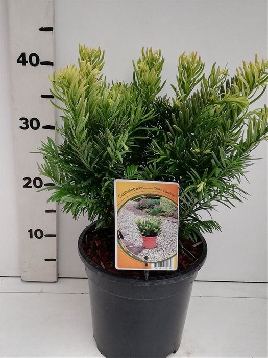 Cephalotaxus harringtonii