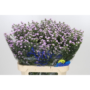 Aster Baby Pink Pearl