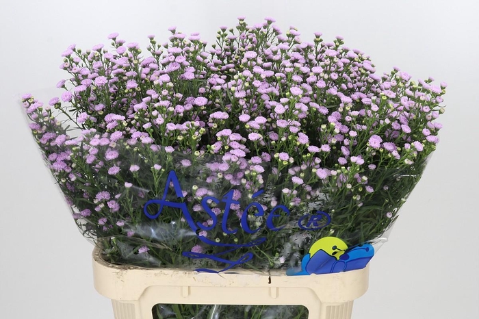 <h4>Aster Baby Pink Pearl</h4>