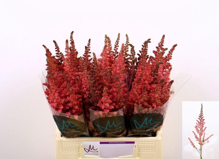 <h4>Astilbe vision in pink</h4>