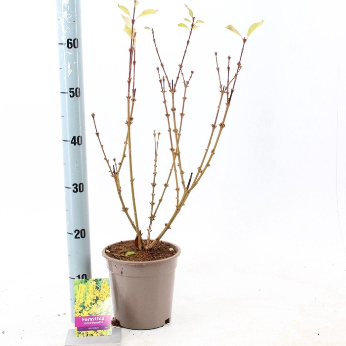 <h4>Forsythia intermedia 'Spectabilis'</h4>