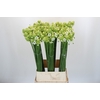 Ornithogalum Saundersiae
