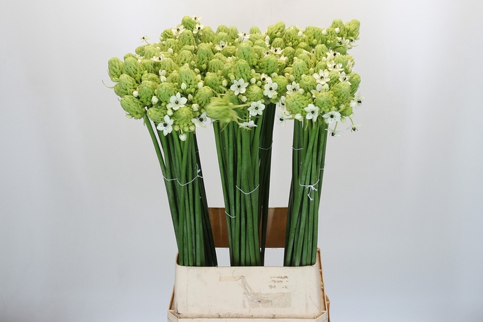 <h4>Ornithogalum Saundersiae</h4>