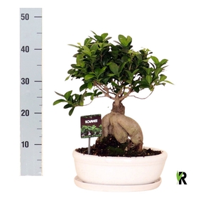 Ficus microcarpa 'Ginseng'
