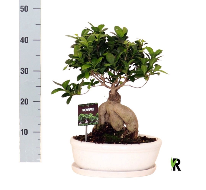 <h4>Ficus microcarpa 'Ginseng'</h4>