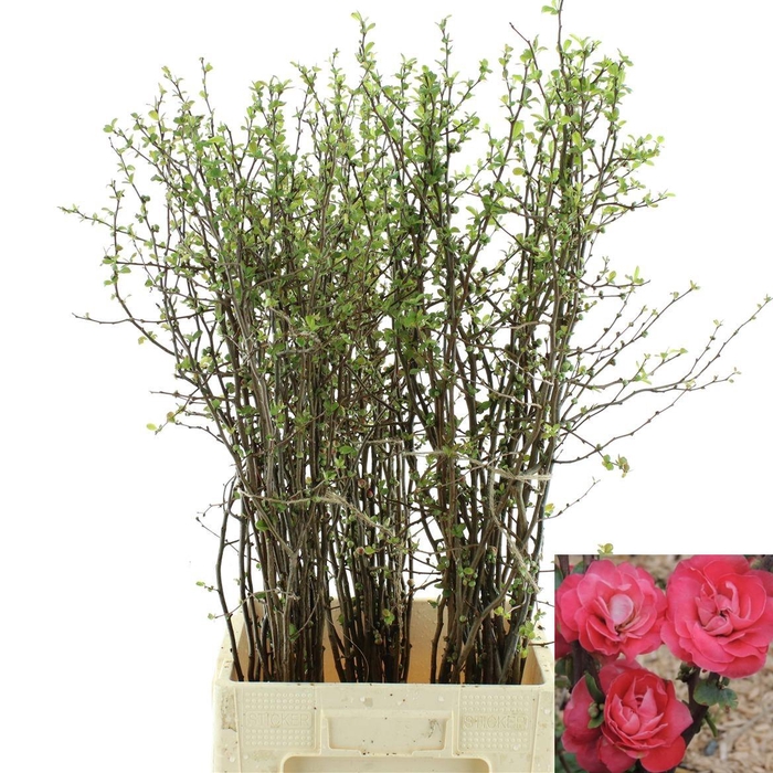 <h4>Chaenomeles Pink Double * New *</h4>