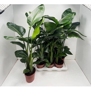Strelitzia Nicolai 17Ø 100cm 2pp