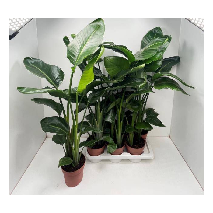 <h4>Strelitzia Nicolai 17Ø 100cm 2pp</h4>