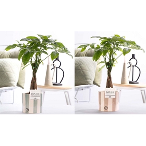 Pachira Aquatica in P&PURE Eline ceramics assorti 2