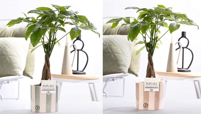 <h4>Pachira Aquatica in P&PURE Eline ceramics assorti 2</h4>