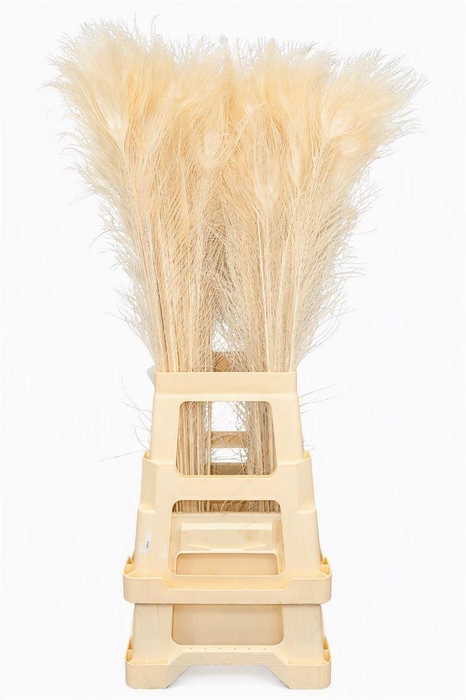 Feather Peacock Bleached 80-90cm