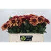 Dahlia Creme de Cognac