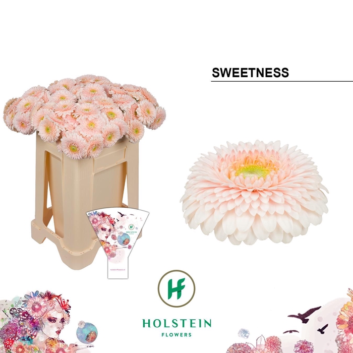 <h4>Germini Pomponi Sweetness Water/Hoes x80</h4>