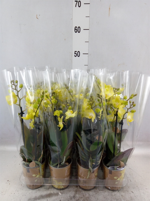 <h4>Phalaenopsis multi. 'FC SunnyShore'</h4>