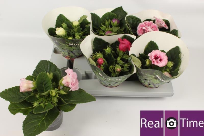 <h4>SINN SONATA GEM</h4>