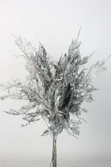 Bunch Asparagus 10pcs Pres.Slv L40