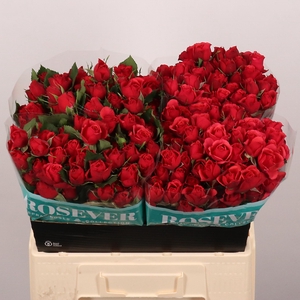 R TR ENGLISH ROSEVER