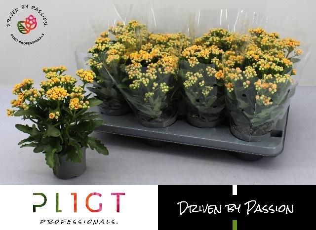 <h4>KAL GE MF LAUSANNE</h4>