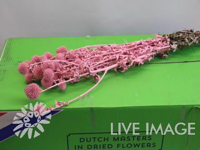 Dried echinops pink