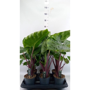 Alocasia   ...