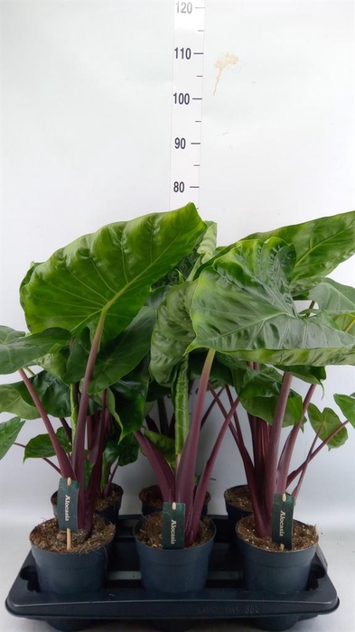 <h4>Alocasia   ...</h4>