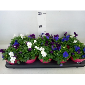 Viola corn. 'Evo Mini MM Oslo'