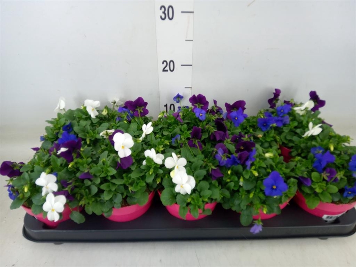 <h4>Viola corn. 'Evo Mini MM Oslo'</h4>