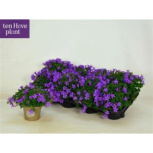 Campanula portenschlagiana Porto
