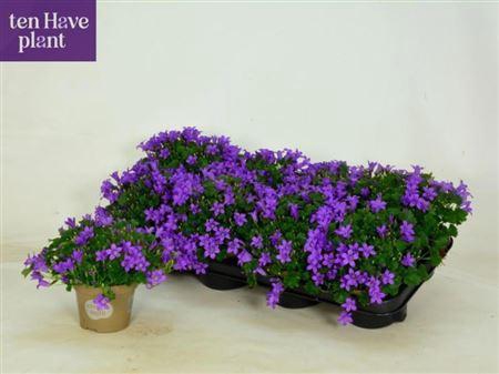 <h4>Campanula portenschlagiana Porto</h4>