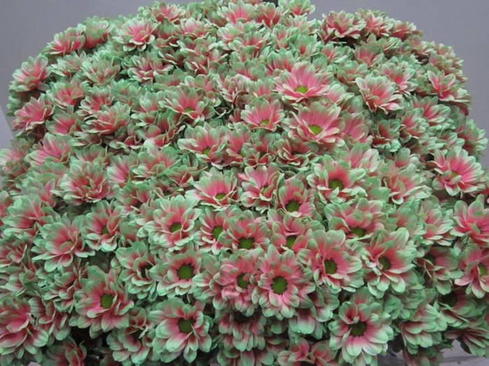 <h4>Chr T Bacardi Bubblicious</h4>