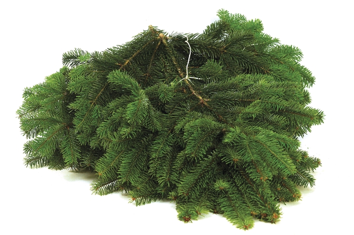 <h4>Abies nordmann standard mix 5 kg - BR</h4>
