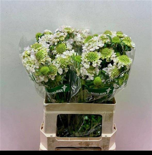 <h4>Scabiosa Vanilla B Scoop Rozelman Ziv</h4>